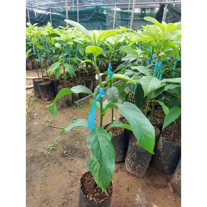 FREESHIP MAX -CÂY GIỐNG BƠ CUBA TRÁI TO (được kiểm tra )