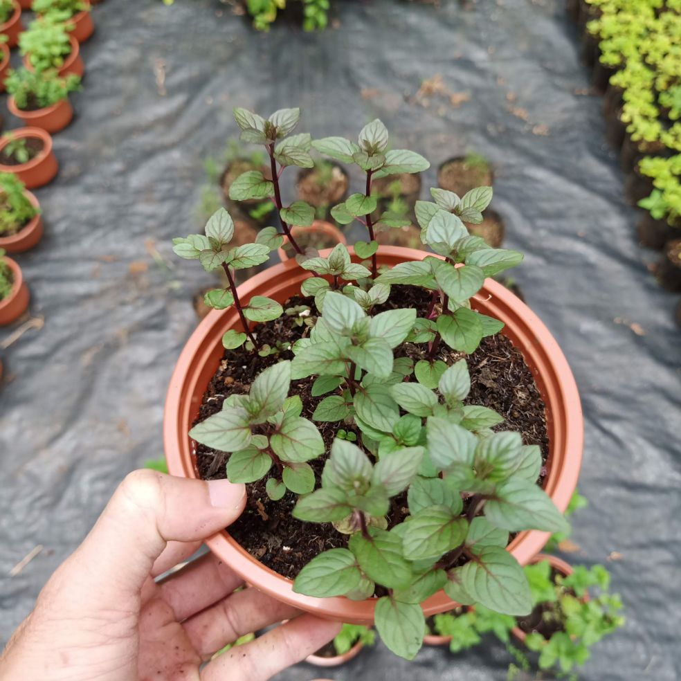 Cây bạc hà chocolate mint
