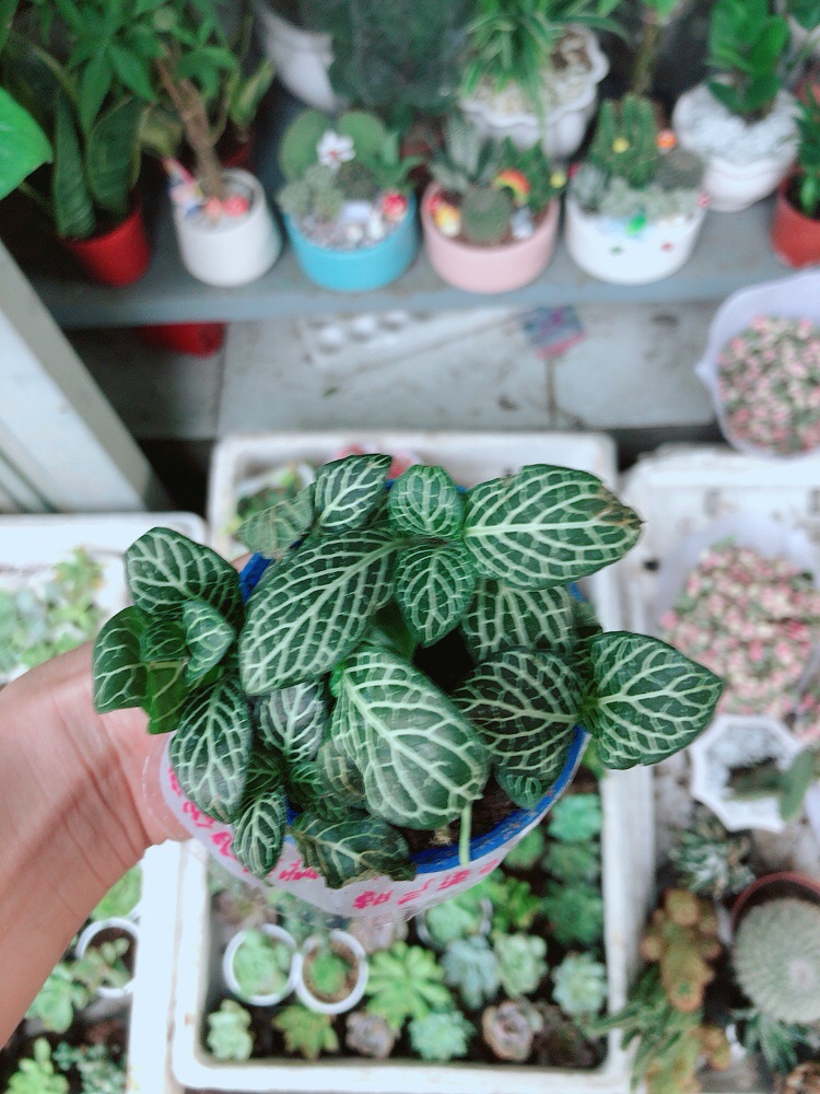 Chậu cẩm nhung (lá may mắn)