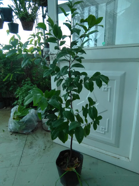 Cây mai tứ quý