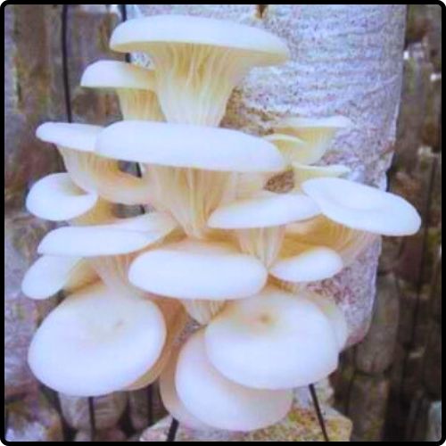 Phôi nấm Sò (01 kiện hàng 06 bịch)