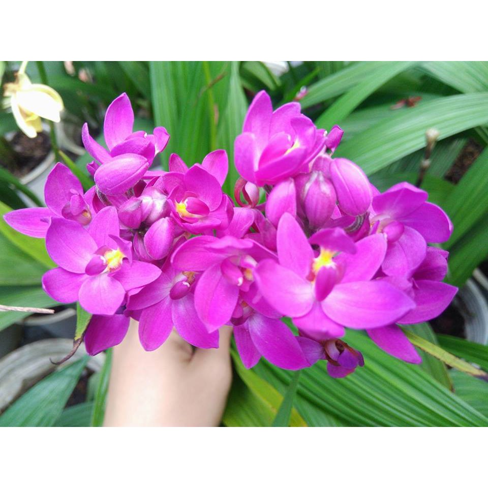 CHẬU GIỐNG HOA ĐỊA LAN CHU ĐỈNH HỒNG TÍM (ĐỊA LAN CHU ĐINH MÀU HỒNG TÍM)