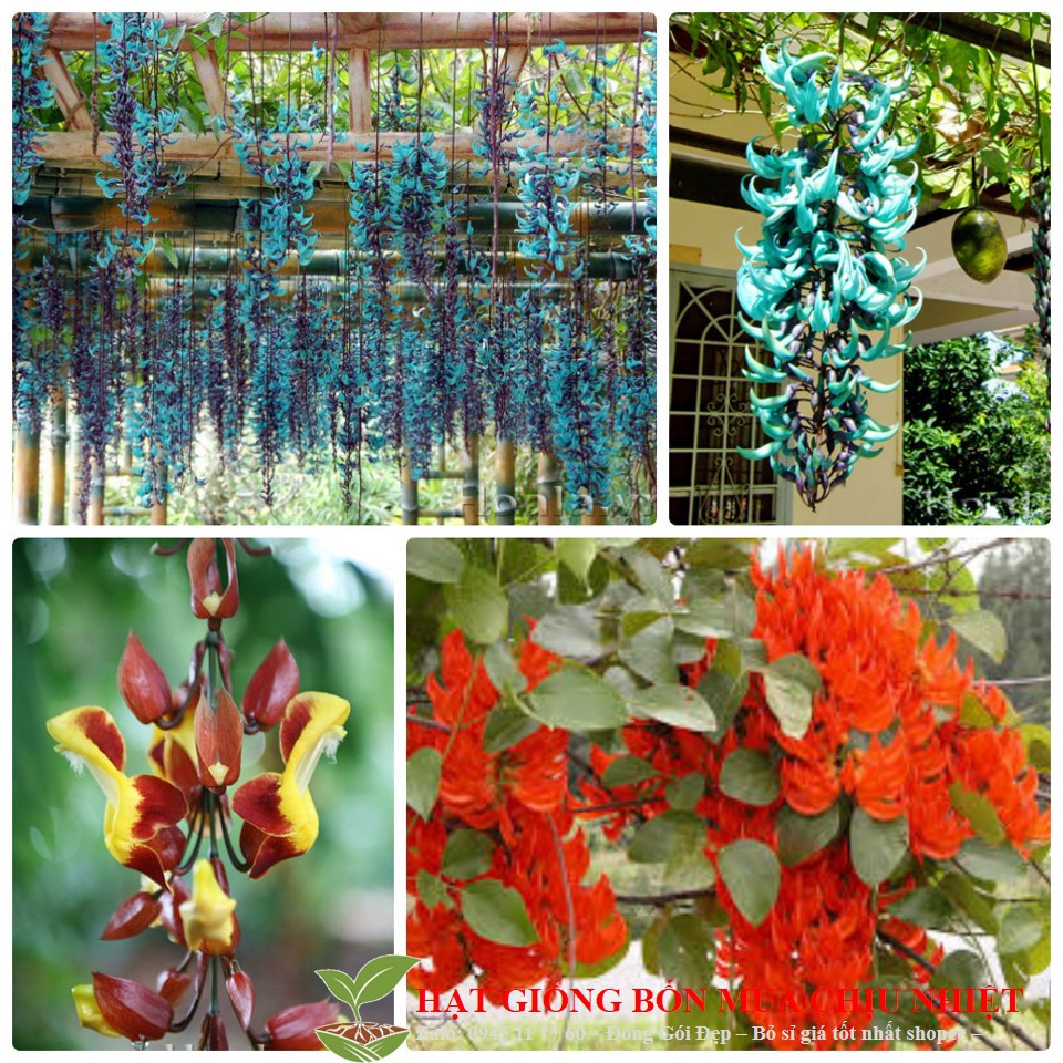 200A Hạt Giống Hoa Móng-Cọp Hoa Leo Đẹp Độc Đáo 10 Hạt