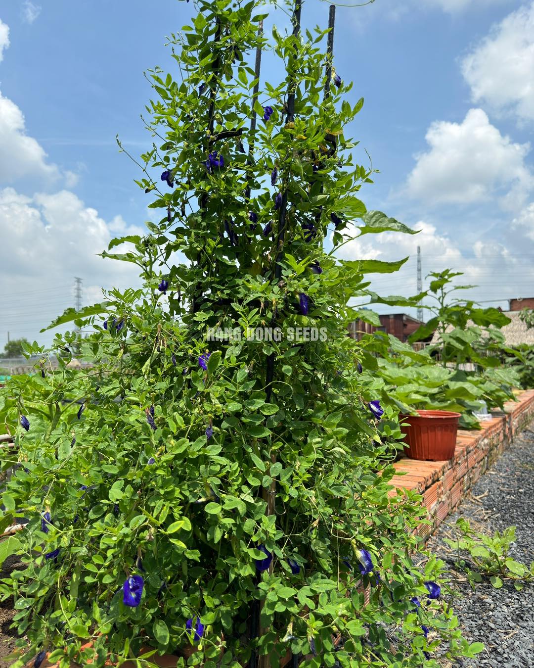[Seeds] Hạt giống Hoa Đậu Biếc đóng gói 1gr- 2gr