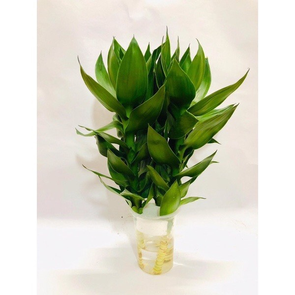 Phát Lộc Nước ( Chậu 3 Cây)