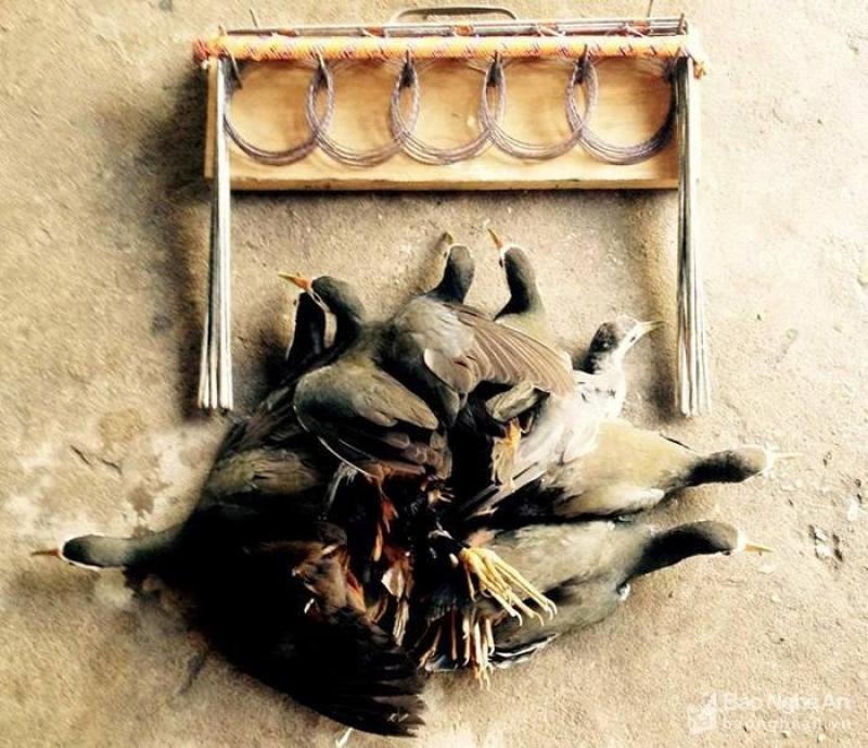 Thòng Khung Bẫy Chồn Hiệu Quả, Thòng Khung Tiện Lợi