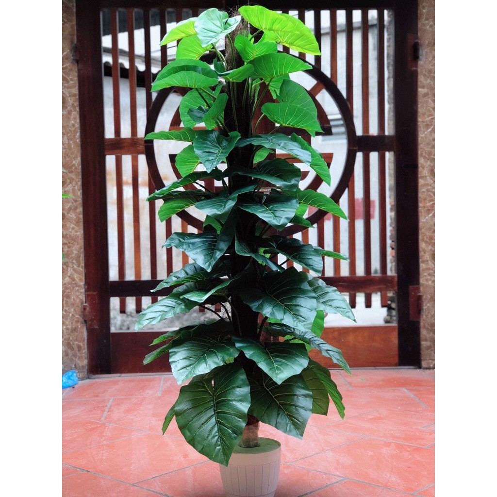 Cây Giả 🌺 Cây Trầu Bà 63 Lá Cao 1,6m