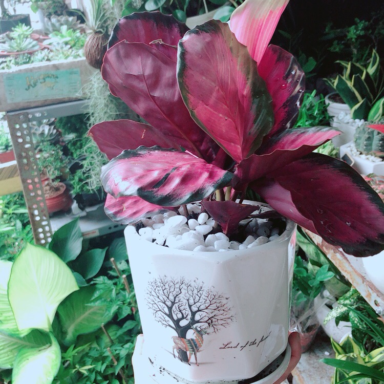Chậu Cây Đuôi Công Hồng