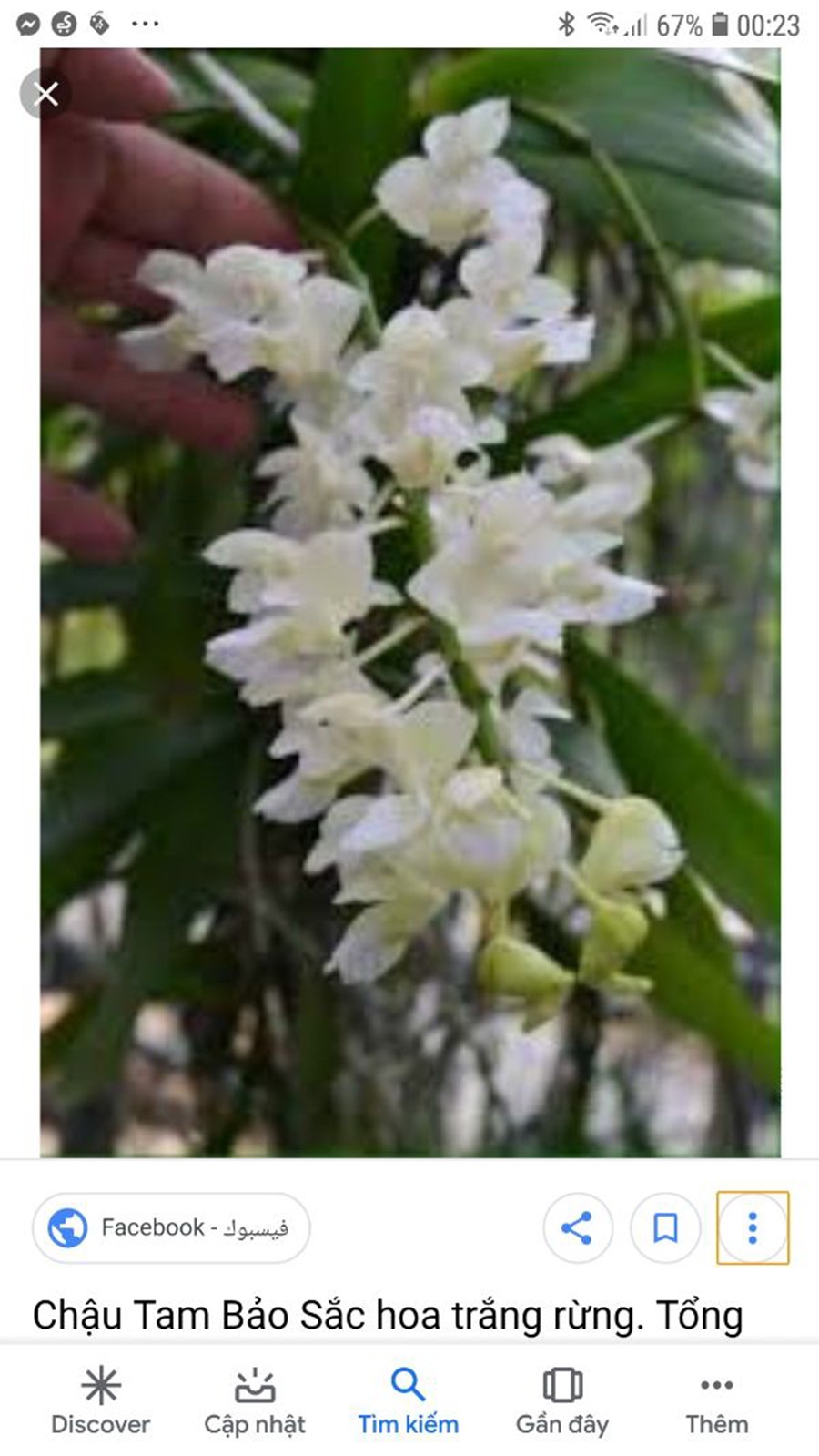 hoa phong lan tam bảo sắc hoa trắng