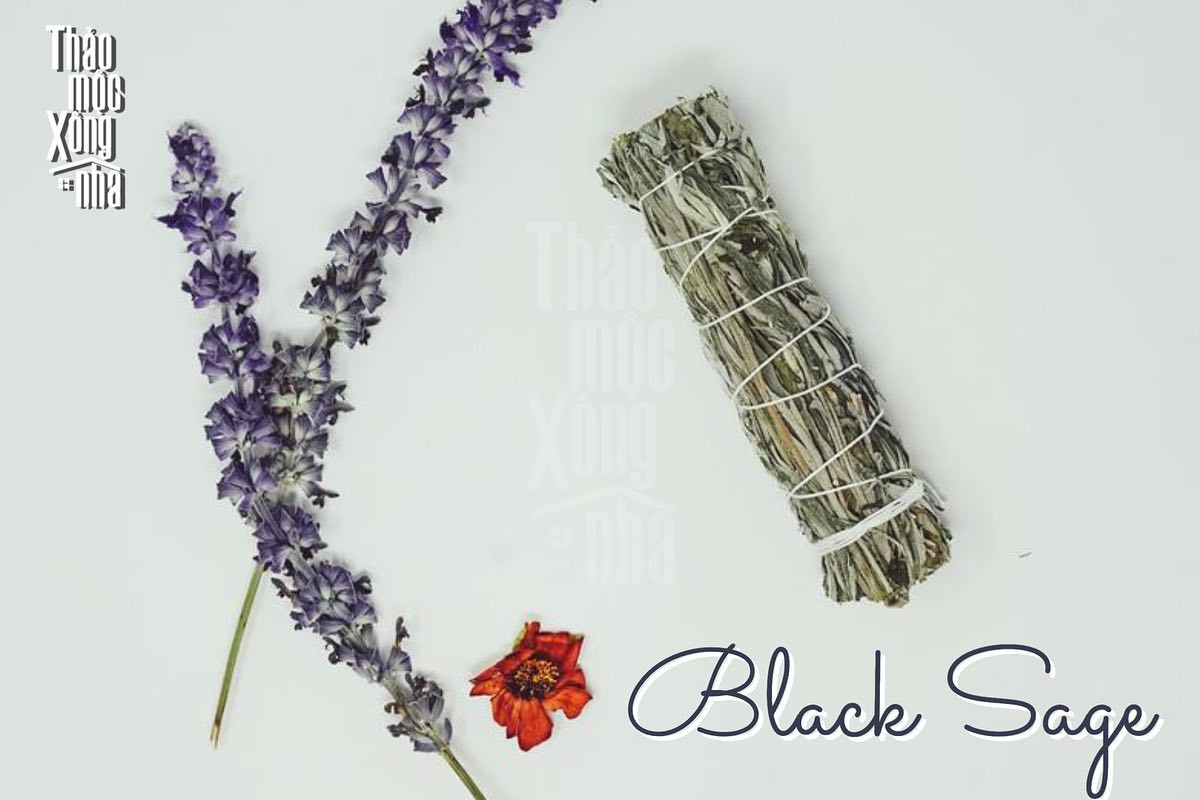 Xô thơm đen - Black Sage - Thảo Mộc Xông Nhà
