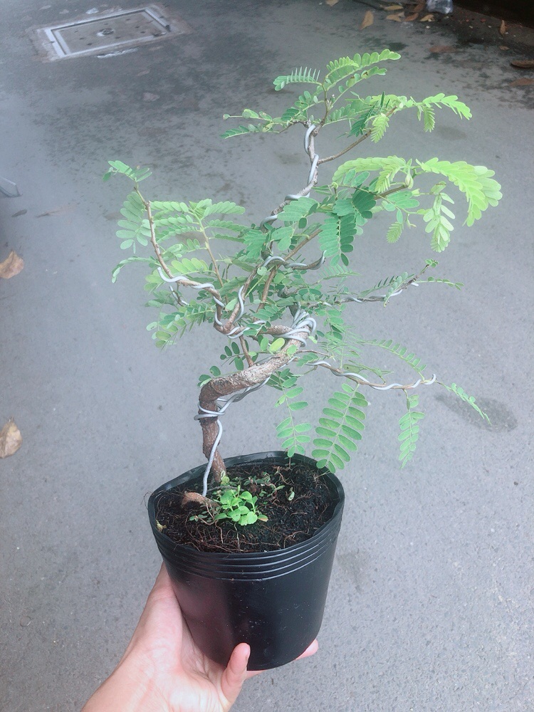 [HCM]Cây Me Bonsai