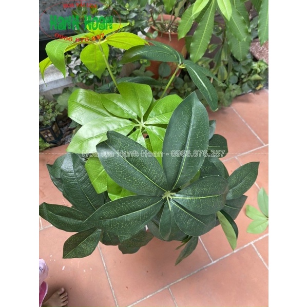 CÂY HOA SỮA GIẢ 18 LÁ CAO 80cm - CÂY DECOR