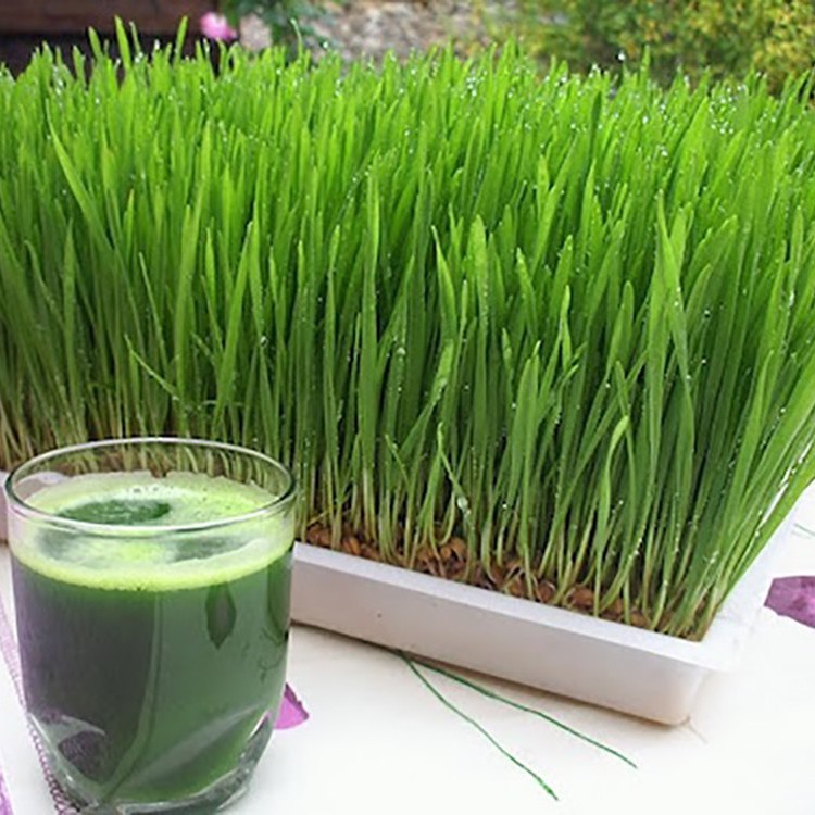Hạt giống rau mầm các loại