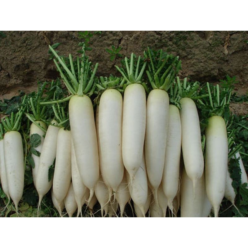 Phân Bón lá Kích Rễ N3M – Ra Rễ Cực Mạnh 100GRAM