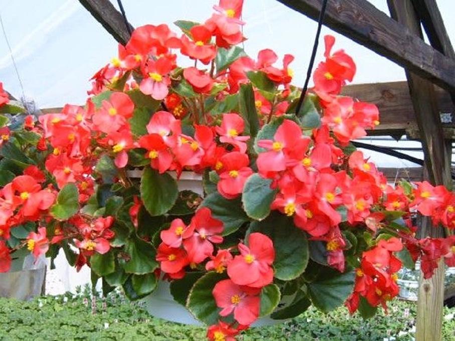 30 Hạt giống hoa Thu hải đường kép