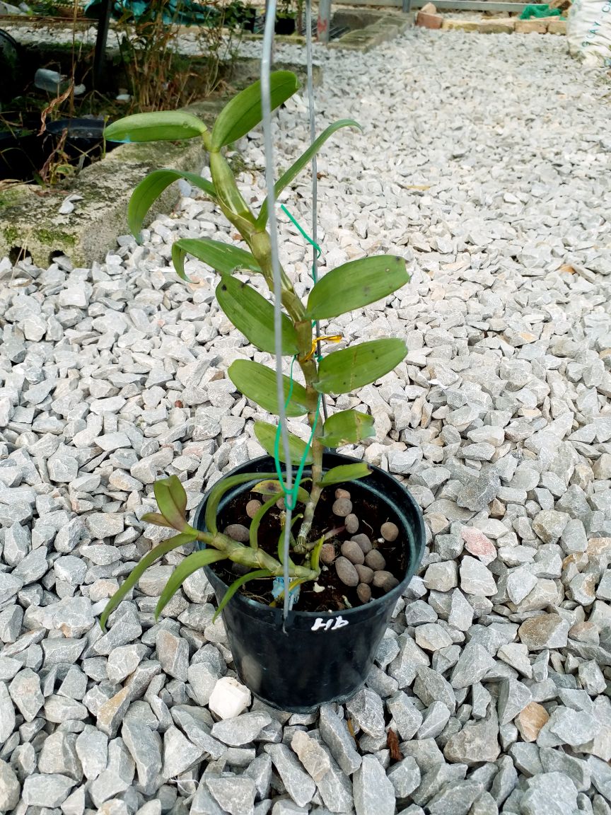 1 CHẬU CÂY GIỐNG HOA LAN PHI ĐIỆP TÍM HÒA BÌNH
