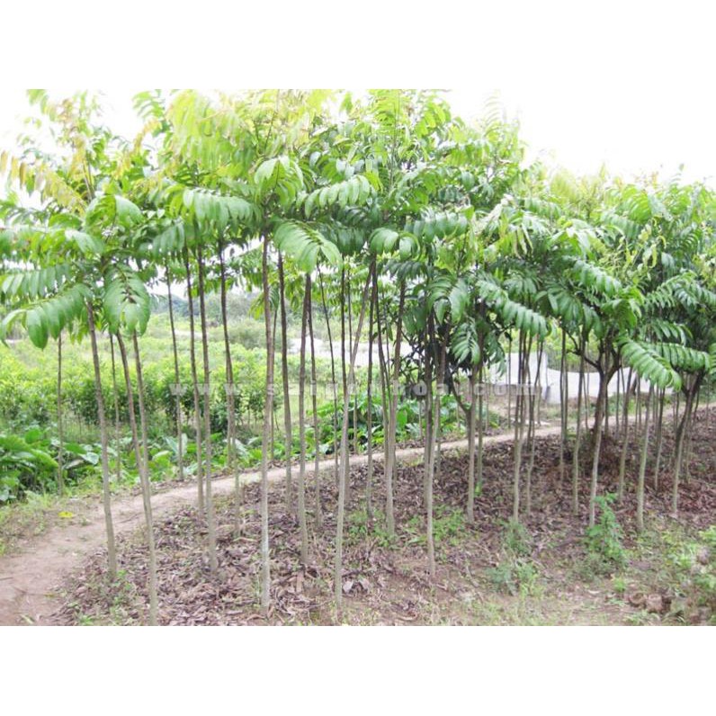 Cây sấu ghép, sấu hạt giống - hàng chuẩn cao từ cm