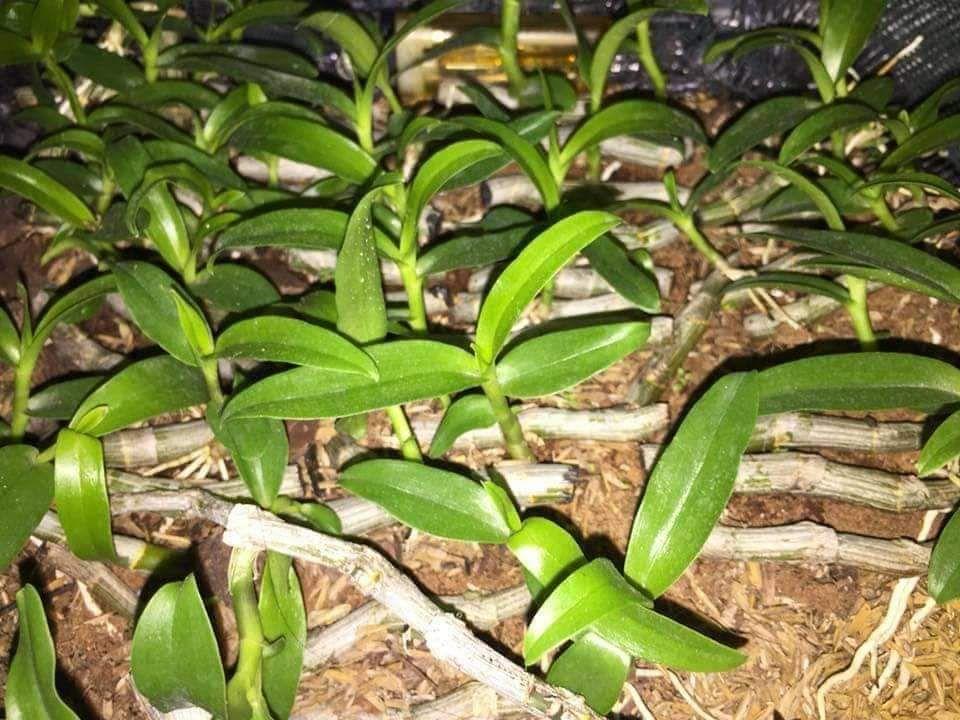 Vỏ thông cỡ 1*1 (1 kg)