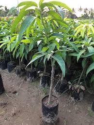 CÂY GIỐNG XOÀI ÚC SIÊU QUẢ- CAM KÊT GIỐNG CHUẨN F1