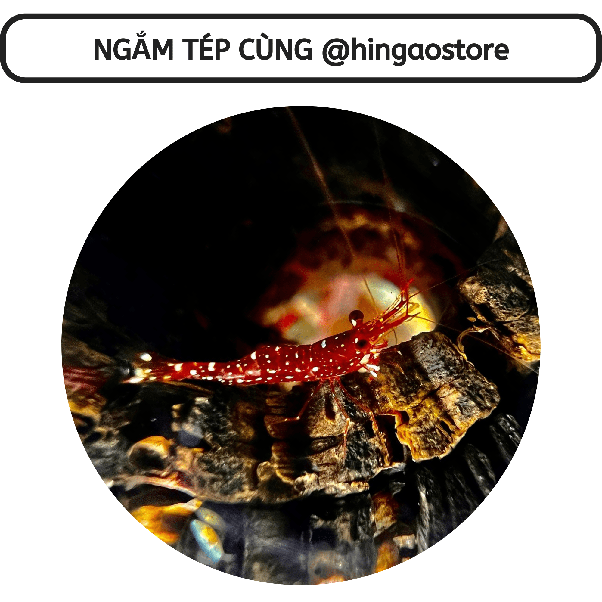 Nuphar solution removal Moss-algae harm-remove the whole all kinds Moss harm stubborn in tank aquatic | hingaostore.