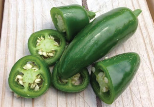 Gói 0.1 hạt giống Ớt Cay Chịu Nhiệt Sai Trái Jalapeno