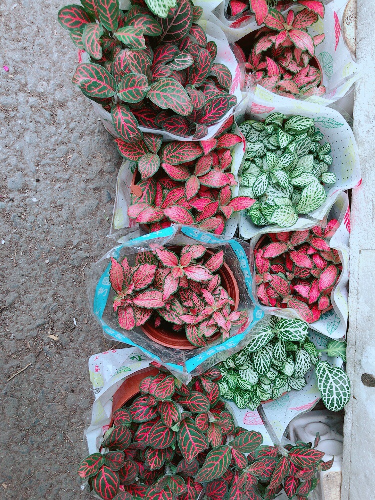 Cây Cẩm Nhung (lá may mắn)