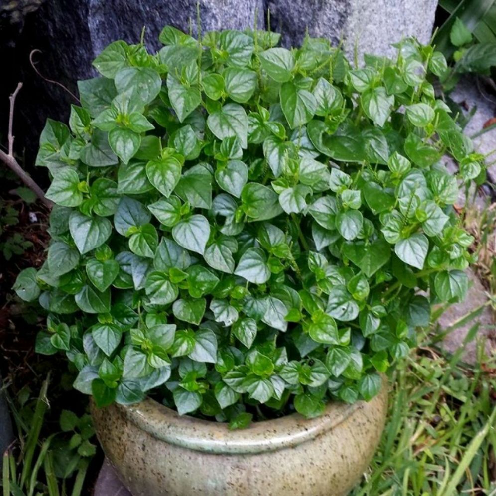 Hạt giống rau càng cua- gói 0,5gr