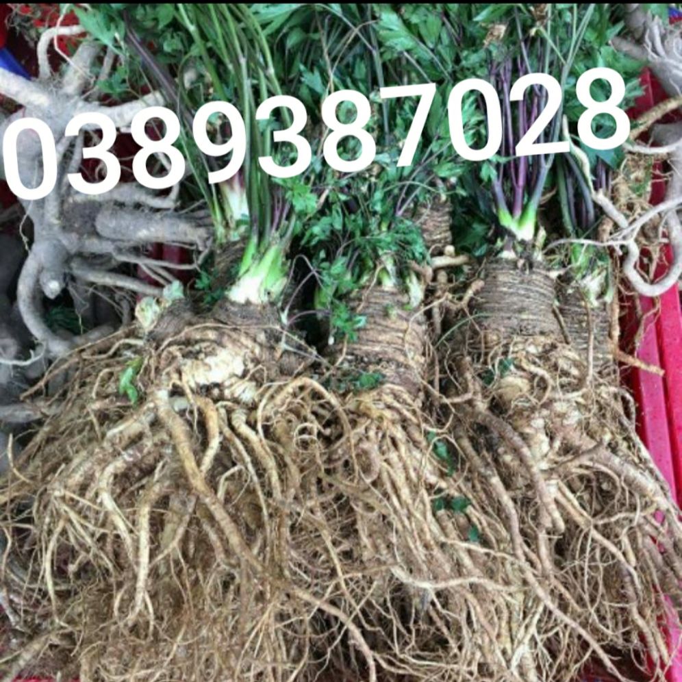cây giống sâm đương quy