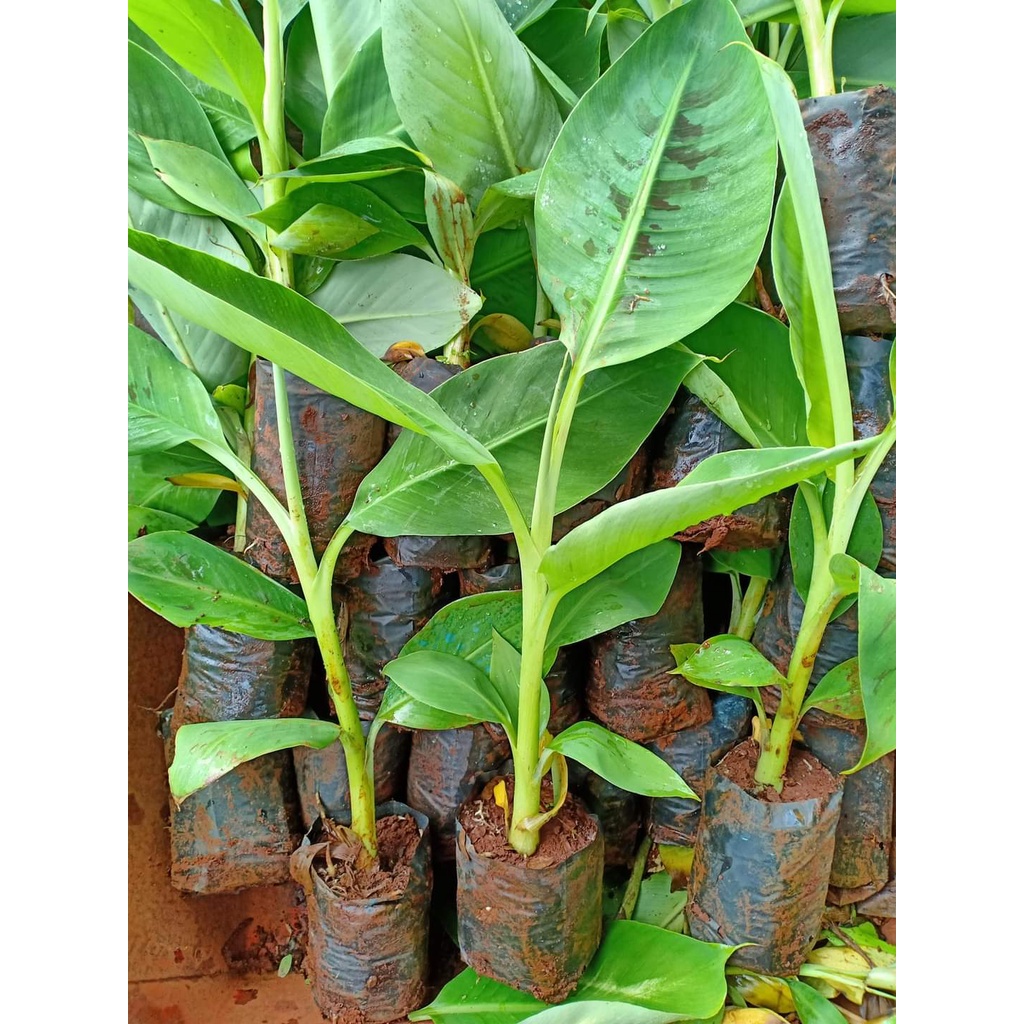Cây giống chuối cau (cho trái siêu sớm)
