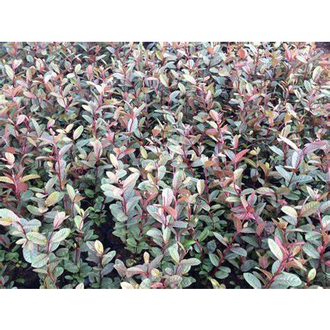 CÂY GIỐNG ỔI TÍM F1( CÂY CAO 60-70CM)