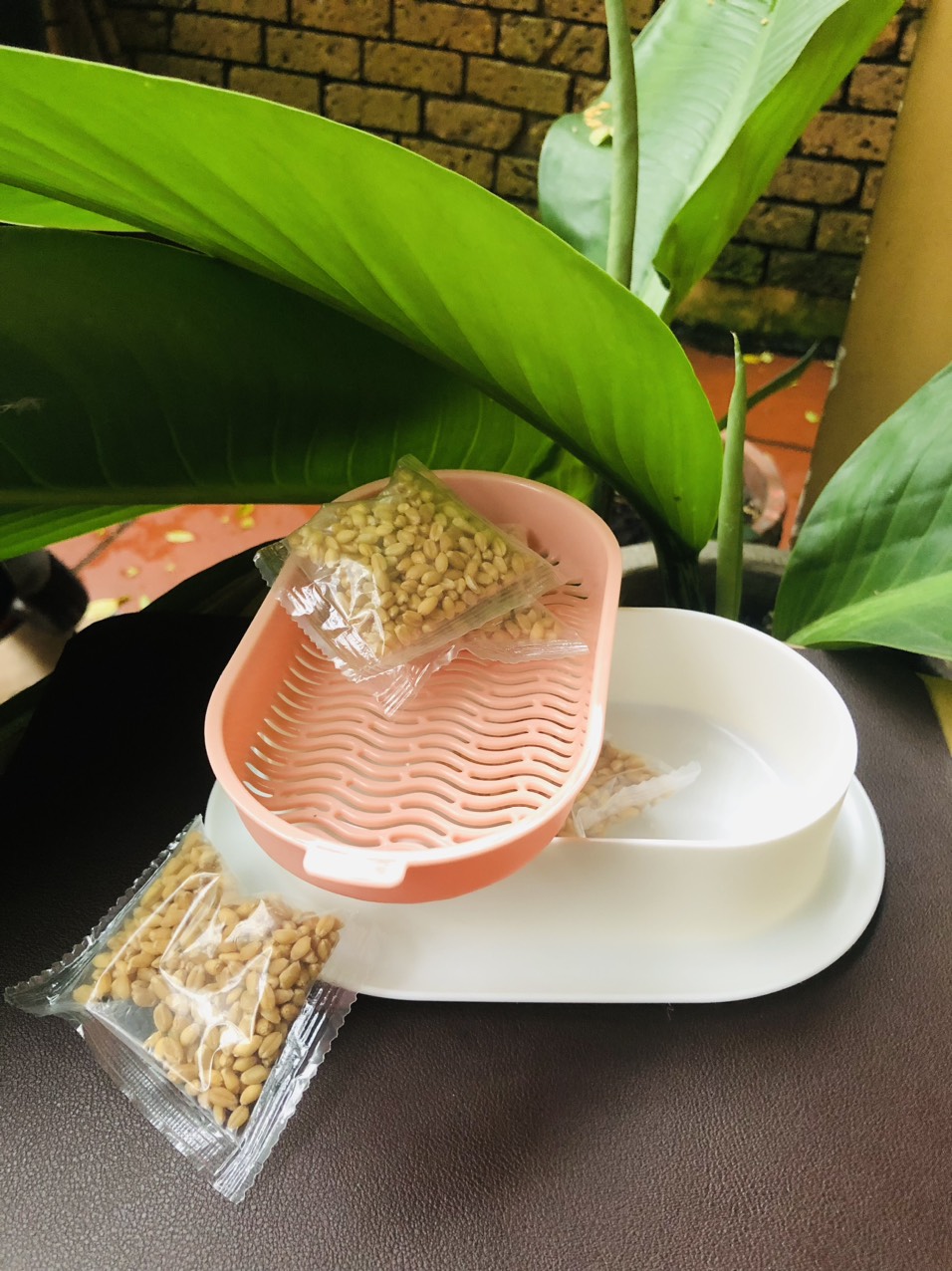 Khay trồng cỏ mèo thủy sinh