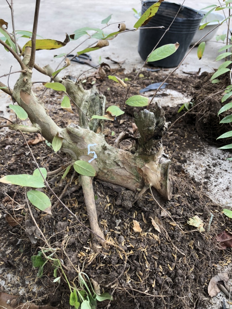 (bonsai mini) Bằng lăng tím