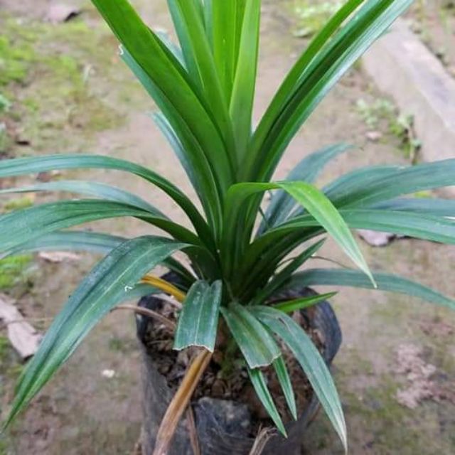 BẦY CÂY LÁ CƠM NẾP , LÁ NẾP THƠM (CÂY LÁ DỨA THƠM )- BẦU CÂY GIỐNG - CCNLNLDT