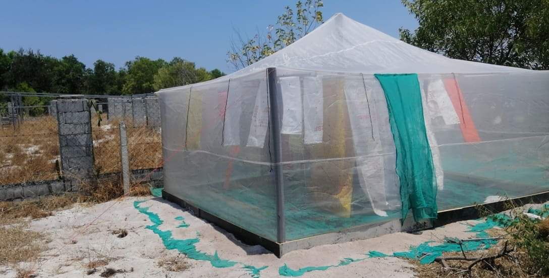 lồng nuôi cào cào , châu chấu 5x4x2