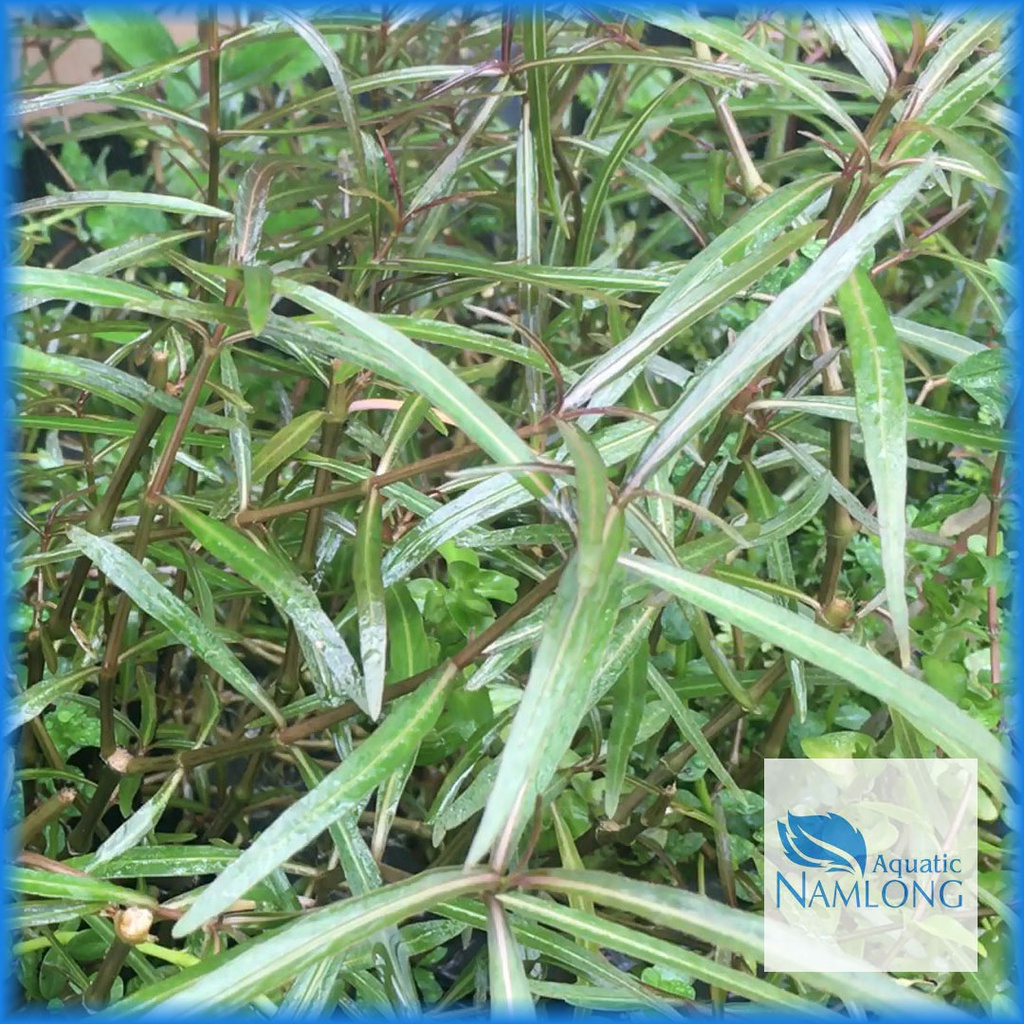 Cây Thủy Sinh Cắt Cắm (Tổng Hợp)
