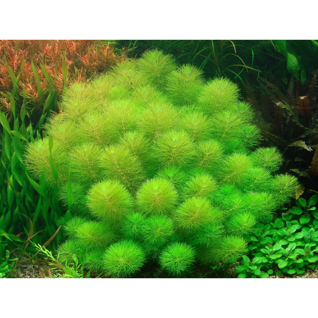 Tiểu Bảo Tháp Thủy Sinh (15 Nhánh)