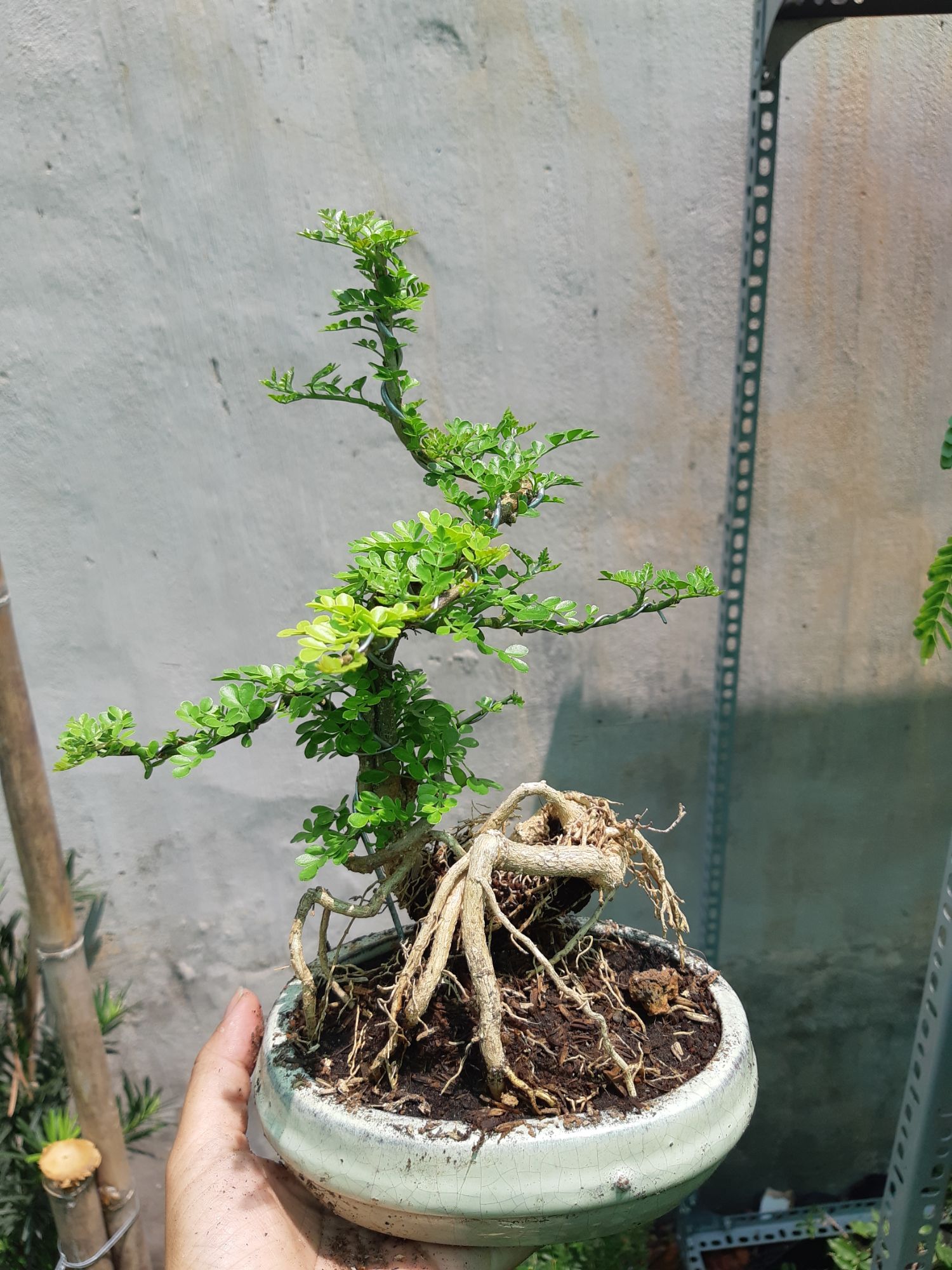 cần thăng bonsai TẶNG CHẬU