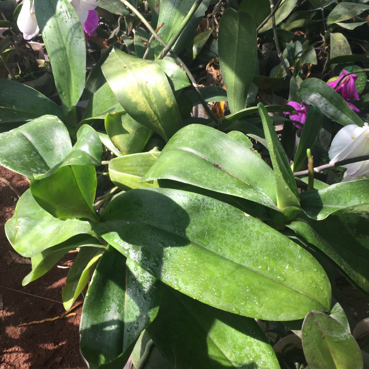 Hoa lan Hồ điệp hoa đại