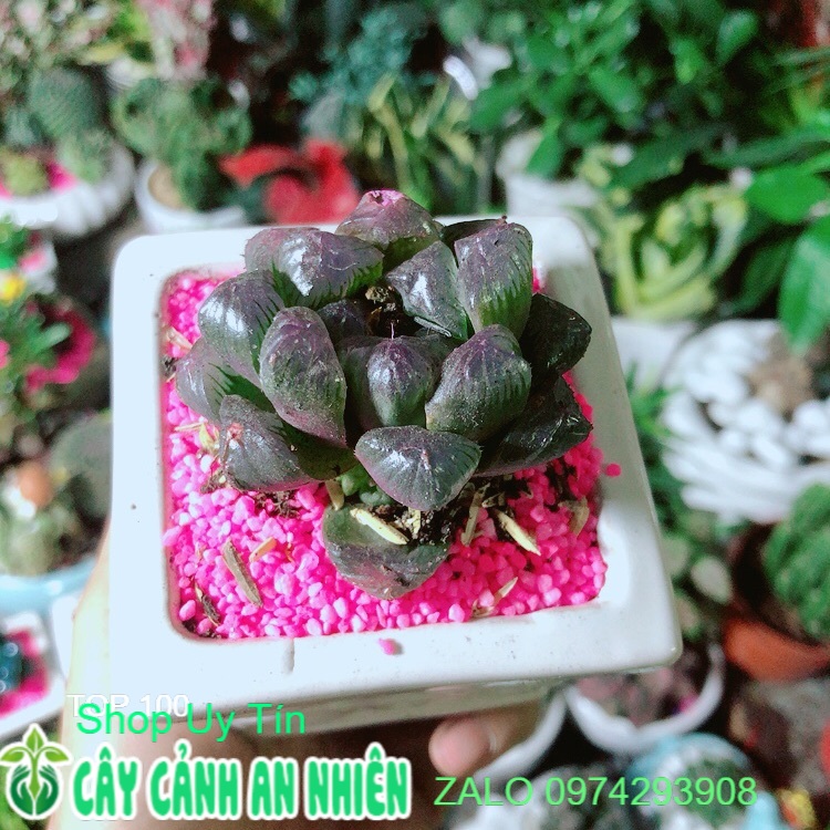 [HCM]Chậu Cây Kim Cương (copi) Màu Tím