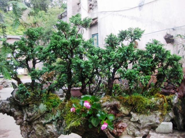 CHẬU CÂY TÙNG XÀ ( THỦY TÙNG--NGỌA TÙNG ) SIÊU ĐẸP