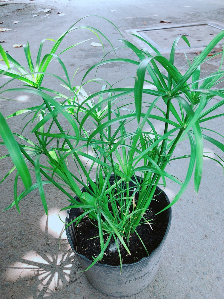 Cây Thuỷ Trúc