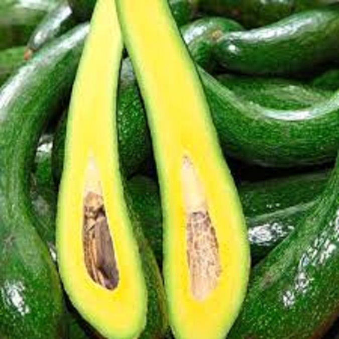 CÂY GIỐNG BƠ SÁP 034