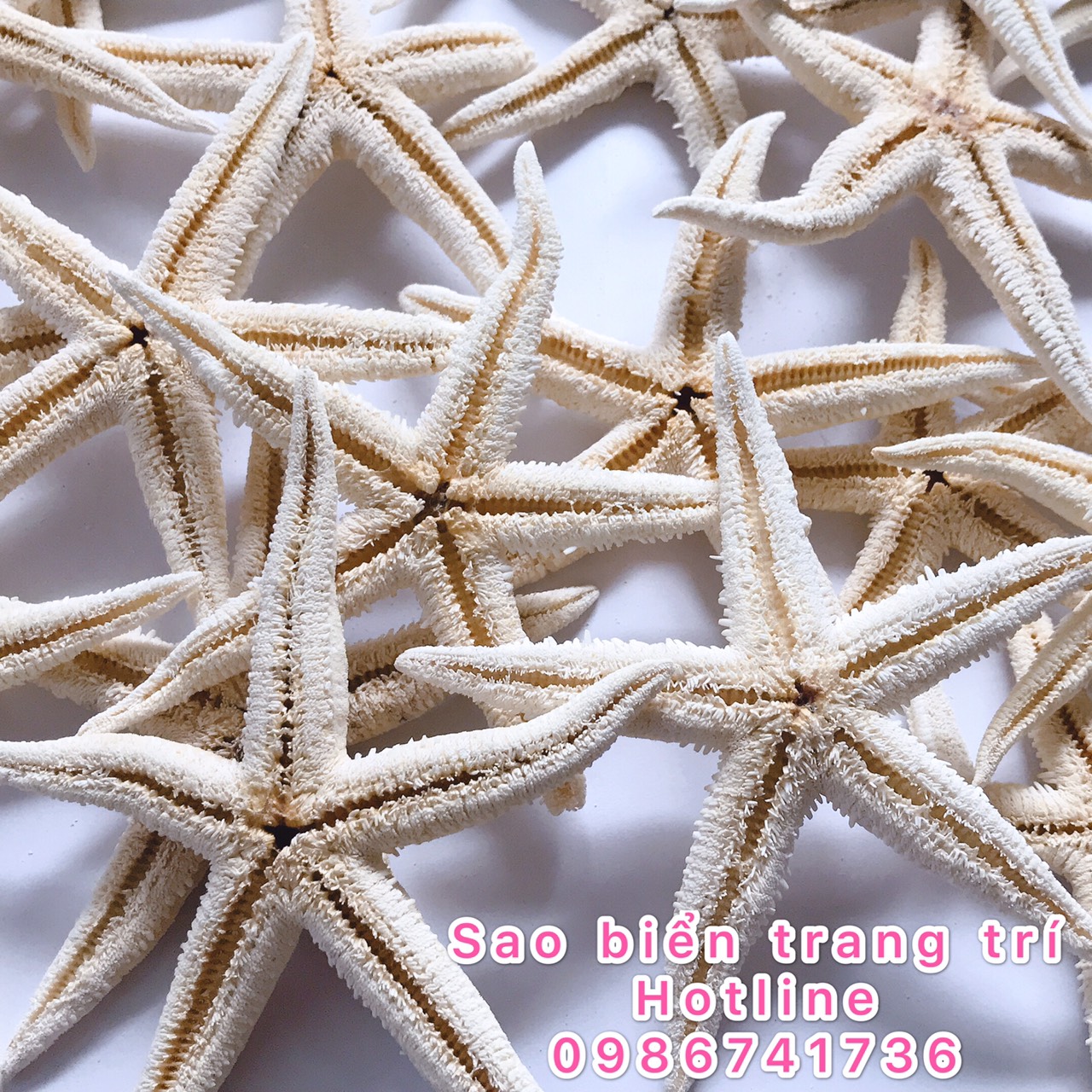 20 con sao biển y hình