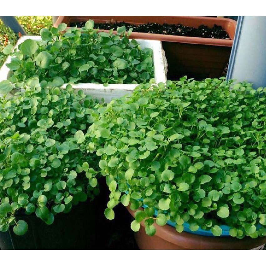Giống xà lách xoong Mỹ (1g)