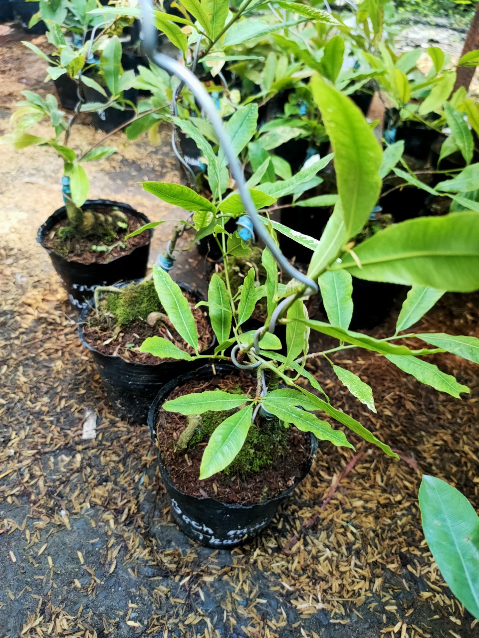 Cây Bạch mai Thái (cánh hoa khoảng 24 cánh)