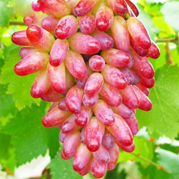 Finger Grape Seeds - Sale Off