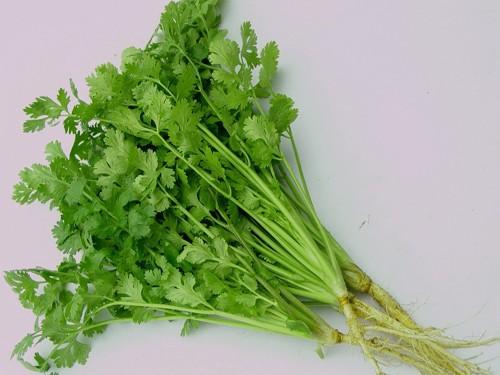 [Mới] - Hạt giống rau mùi  giá rẻ