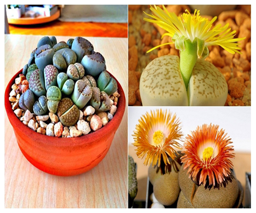 Hạt giống hoa đá sống thạch lan mix ( Gói 10 Hạt )
