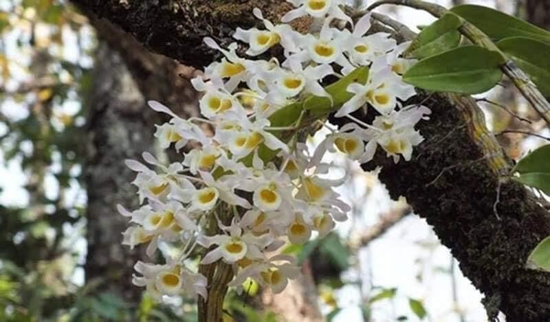 Hoa Lan quý hiếm hoàng phi hạc(1 khóm)