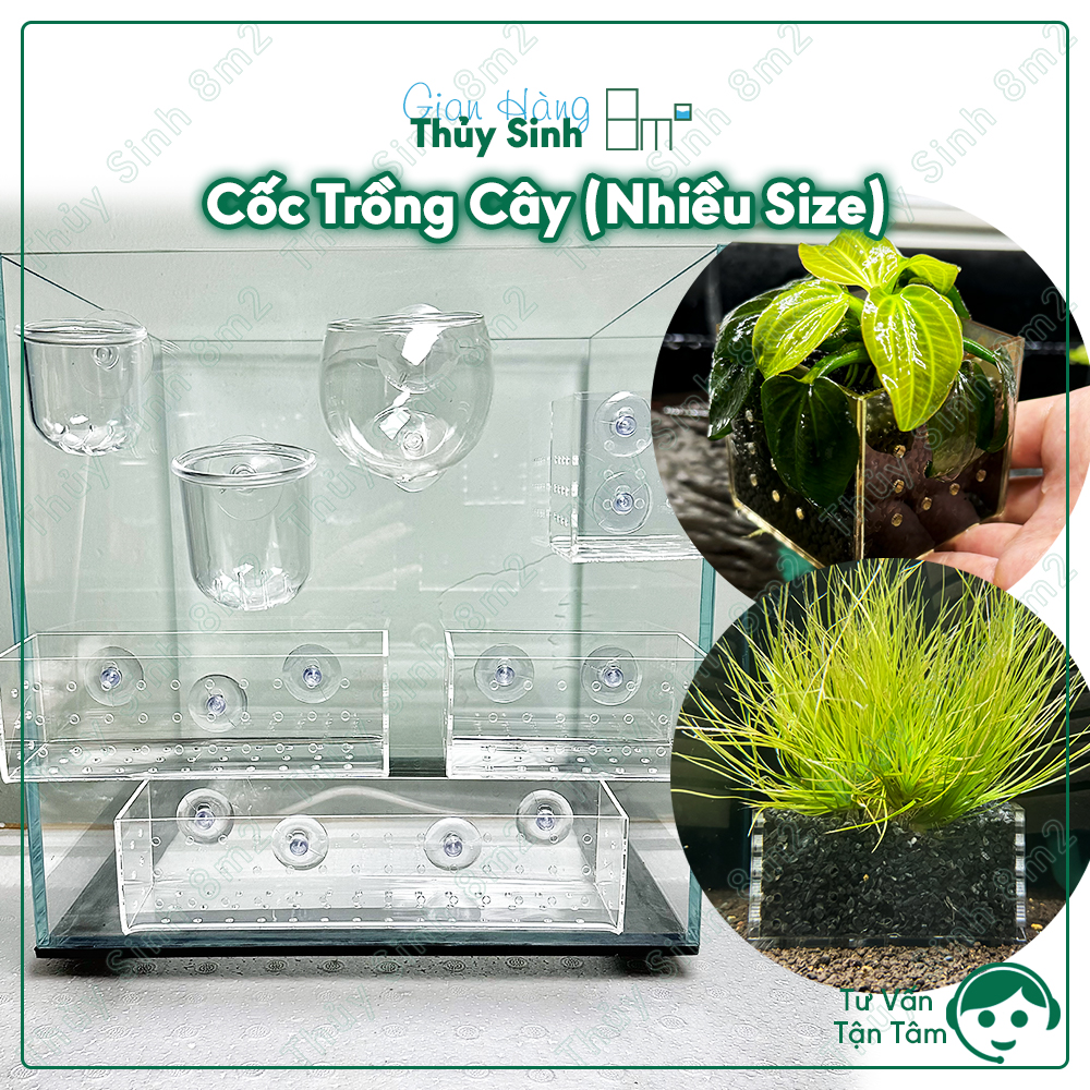 (Nhiều Mẫu) Cốc Trồng Cây Thủy Sinh Acrylic - 8m2